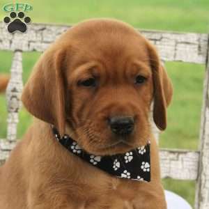Dash of Chili, Fox Red Labrador Retriever Puppy